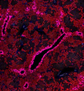 Liver regeneration from ductal cells