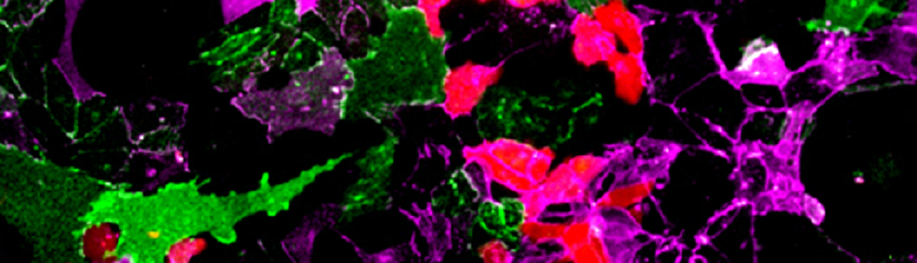 petri dish of EpiSCs